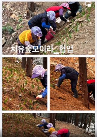 치유숲모이라양재순님의 기타작물 · 영농일지 작성글 사진