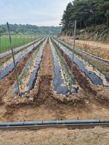 팜모닝 고추·영농일지 게시글 이미지