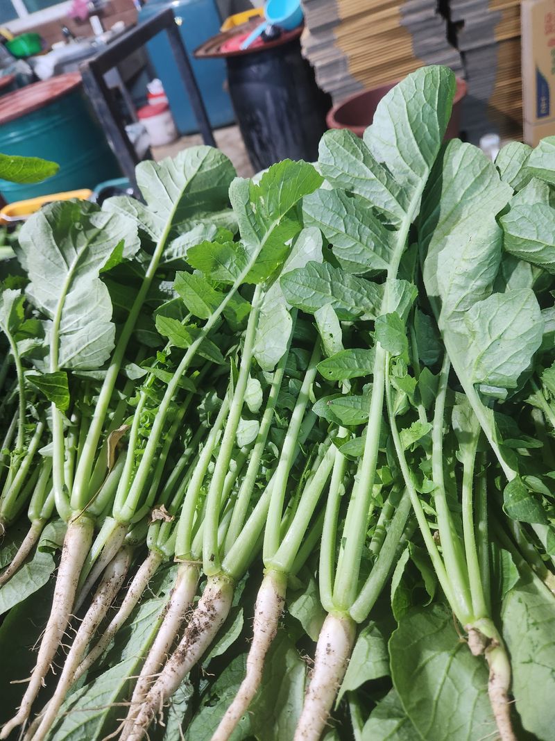 빨간장화농장 김숙자님의 장터 판매 상품 [백다다기오이 열무 얼갈이 ] 첨부 사진