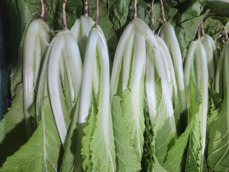 빨간장화농장 김숙자님의 장터 판매 상품 [백다다기오이 열무 얼갈이 ] 첨부 사진