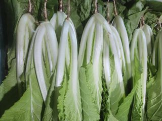 빨간장화농장 김숙자님의 작성글 사진