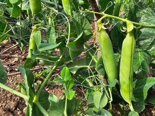 farmer님의 자유주제 · 자유게시판 작성글 사진