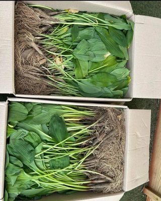 치유숲모이라양재순님의 자유주제 · 자유게시판 작성글 사진