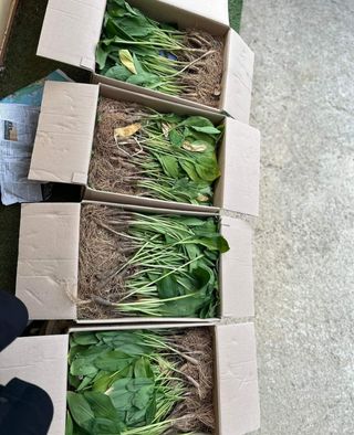 치유숲모이라양재순님의 자유주제 · 자유게시판 작성글 사진