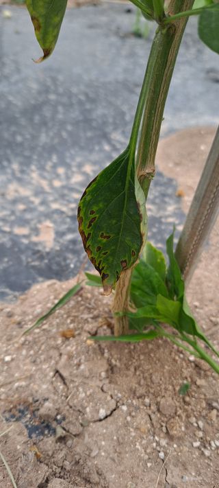 김문길님의 농사, 무엇이든 물어보세요! · 참여글 작성글 사진