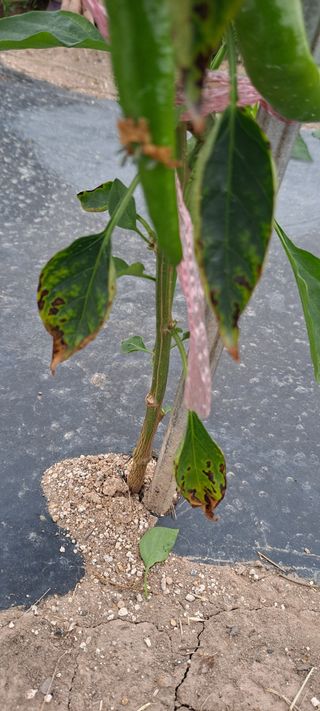 김문길님의 농사, 무엇이든 물어보세요! · 참여글 작성글 사진