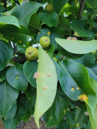 조정훈님의 배 · 병해충상담 작성글 사진