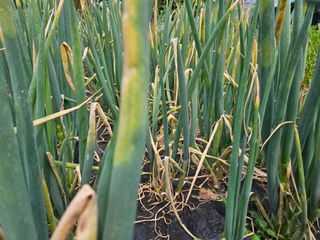 우장창님의 파 · 병해충상담 작성글 사진