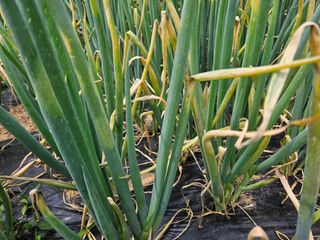 우장창님의 파 · 병해충상담 작성글 사진