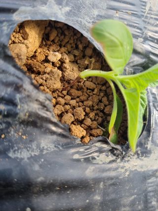 정덕균님의 참깨 · 병해충상담 작성글 사진