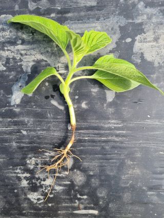 정덕균님의 참깨 · 병해충상담 작성글 사진