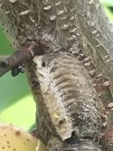 팜모닝 농사, 무엇이든 물어보세요!·참여글 게시글 이미지