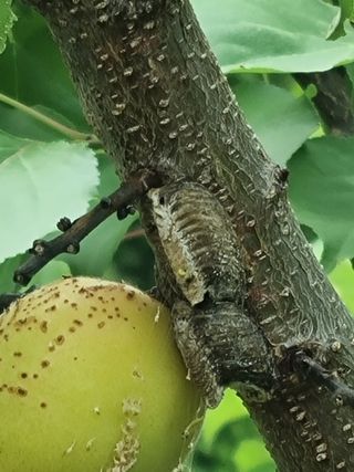 강옥석님의 농사, 무엇이든 물어보세요! · 참여글 작성글 사진