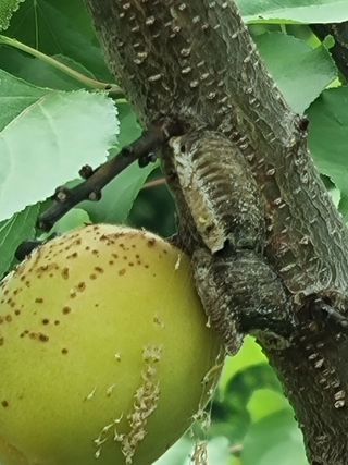 강옥석님의 농사, 무엇이든 물어보세요! · 참여글 작성글 사진