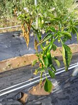 팜모닝 고추·병해충상담 게시글 이미지