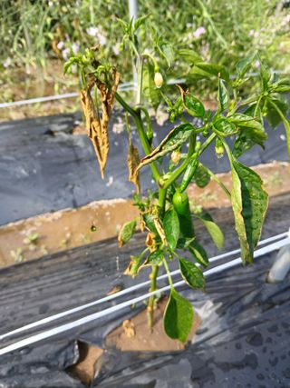 충북금관님의 고추 · 병해충상담 작성글 사진