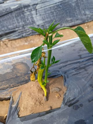 충북금관님의 고추 · 병해충상담 작성글 사진