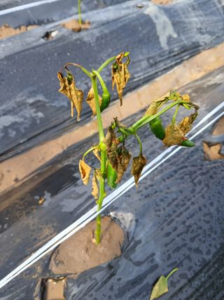 충북금관님의 고추 · 병해충상담 작성글 사진