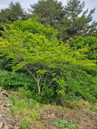 홍천산채농원 조원영님의 자유주제 · 자유게시판 작성글 사진