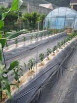 팜모닝 농사, 무엇이든 물어보세요!·참여글 게시글 이미지