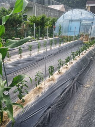 강옥석님의 농사, 무엇이든 물어보세요! · 참여글 작성글 사진