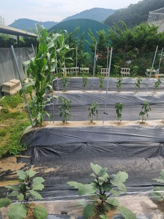 강옥석님의 농사, 무엇이든 물어보세요! · 참여글 작성글 사진