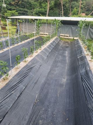 강옥석님의 농사, 무엇이든 물어보세요! · 참여글 작성글 사진