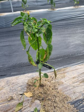 강옥석님의 농사, 무엇이든 물어보세요! · 참여글 작성글 사진