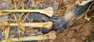 임락환님의 마늘 · 병해충상담 작성글 사진