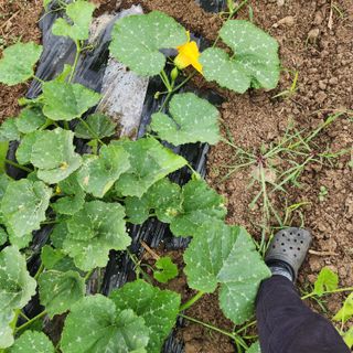 제주삼둥이네님의 자유주제 · 자유게시판 작성글 사진