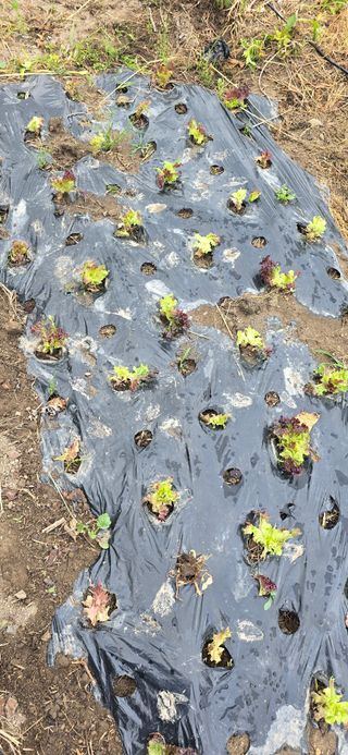 아침이슬청과님의 상추 · 영농일지 작성글 사진