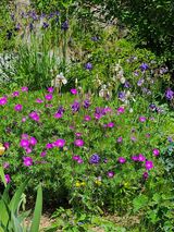 팜모닝 고추·영농일지 게시글 이미지