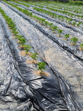 호박16474님의 고추 · 영농일지 작성글 사진