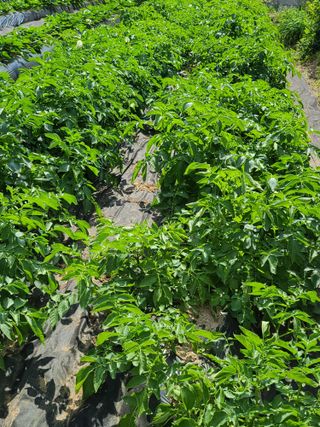 호박16474님의 고추 · 영농일지 작성글 사진