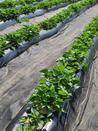 호박16474님의 고추 · 영농일지 작성글 사진