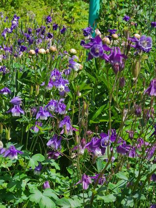 호박16474님의 고추 · 영농일지 작성글 사진