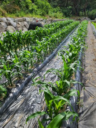 호박16474님의 고추 · 영농일지 작성글 사진
