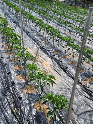 호박16474님의 고추 · 영농일지 작성글 사진