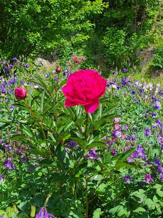 호박16474님의 고추 · 영농일지 작성글 사진