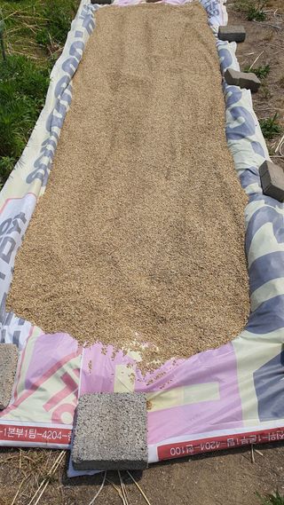 황의성님의 기타작물 · 영농일지 작성글 사진