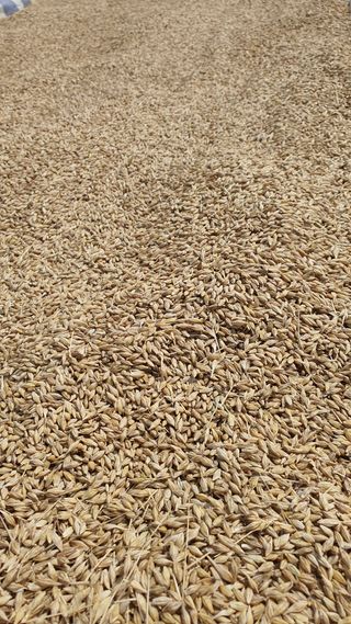 황의성님의 기타작물 · 영농일지 작성글 사진