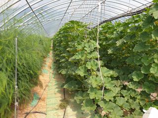 내몸애좋아님의 호박 · 영농일지 작성글 사진