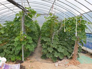 내몸애좋아님의 호박 · 영농일지 작성글 사진