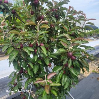 아림농장 대저2동 님의 자유주제 · 자유게시판 작성글 사진