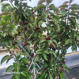 아림농장 대저2동 님의 자유주제 · 자유게시판 작성글 사진