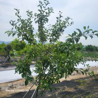 아림농장 대저2동 님의 자유주제 · 자유게시판 작성글 사진