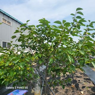 아림농장 대저2동 님의 자유주제 · 자유게시판 작성글 사진