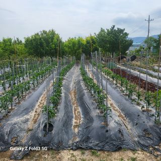 아림농장 대저2동 님의 자유주제 · 자유게시판 작성글 사진