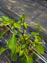 팜모닝 고추·병해충상담 게시글 이미지