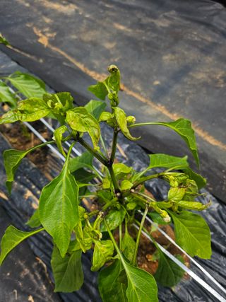 최만재님의 고추 · 병해충상담 작성글 사진